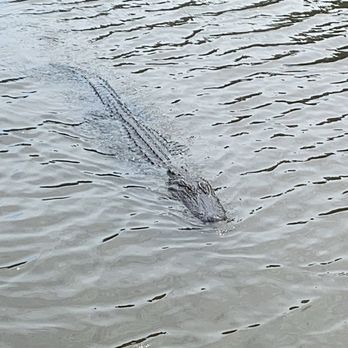 Airboat Adventures - Boat Tours Near Me - Lafitte, Louisiana