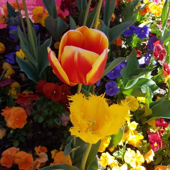 Floriade - Botanical Gardens Near Me - Canberra, ACT