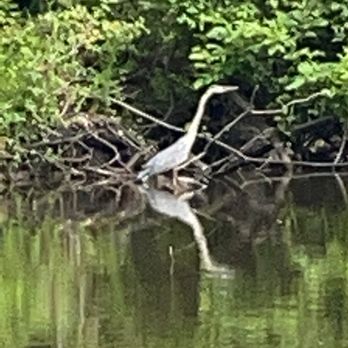 Swamp Adventures - Boat Tours Near Me - Luling, Louisiana Swamp Adventures - Boat Tours Near Me - Luling, Louisiana