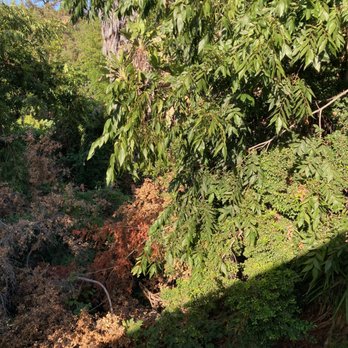 White Valley Tree Services - Before. Total dense jungle. - Tree Services Near Me - pasadena , California White Valley Tree Services - Before. Total dense jungle. - Tree Services Near Me - pasadena , California