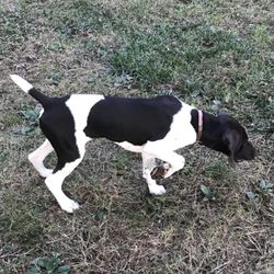 Willow Creek Kennels - Hawkeye learning to point!