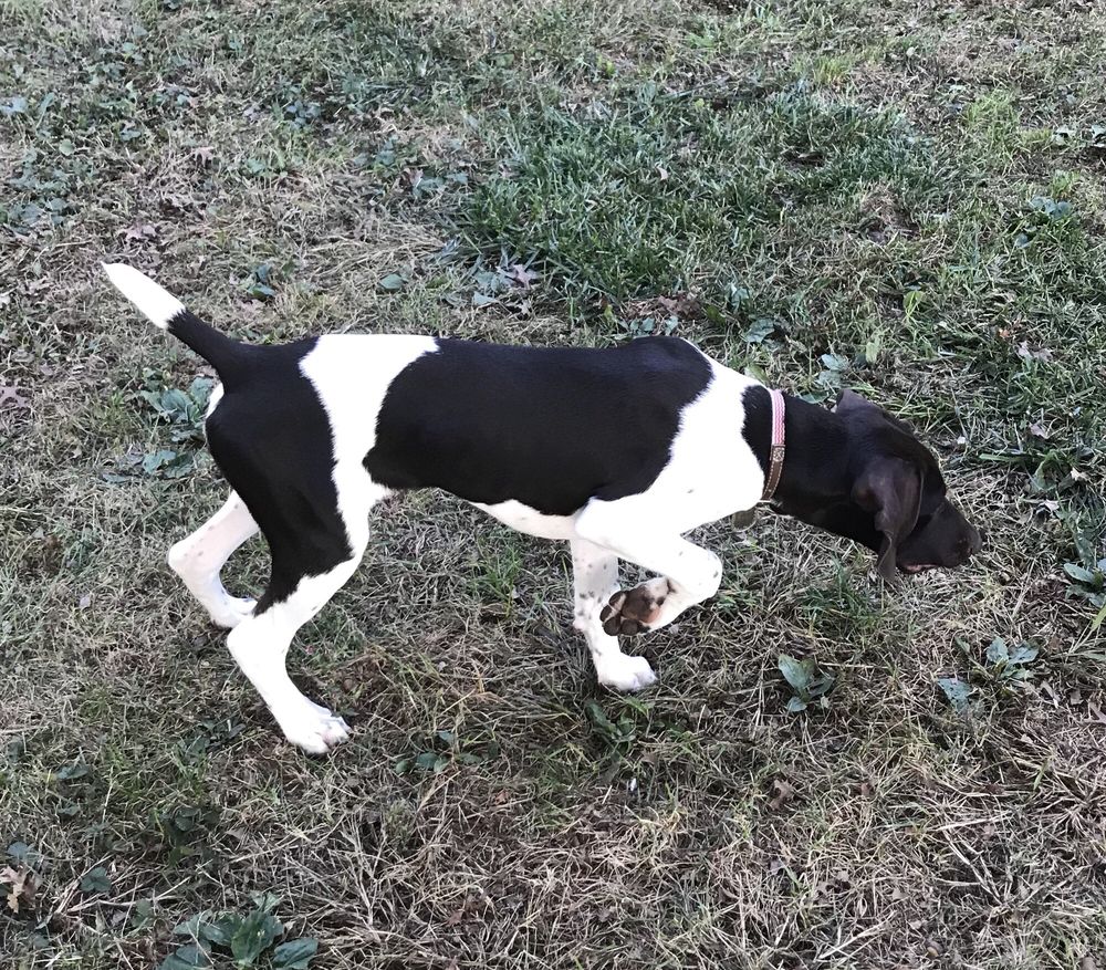 WILLOW CREEK KENNELS Updated October 2024 22545 195th Ave, Little