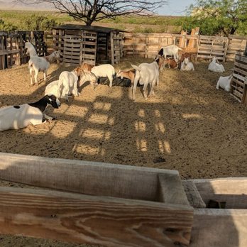 Stagecoach Trails Guest Ranch - Goat pen - Vacation Rentals Near Me - Yucca, Arizona