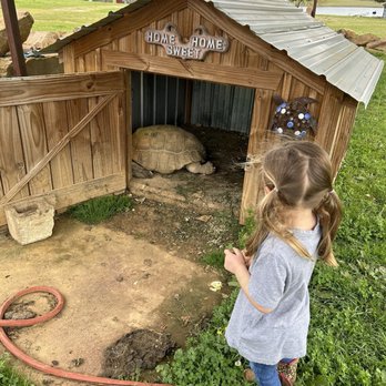 Rebel Hill Guest Ranch - We also loved visiting the tortoise - Horseback Riding Near Me - Antlers, Oklahoma Rebel Hill Guest Ranch - We also loved visiting the tortoise - Horseback Riding Near Me - Antlers, Oklahoma