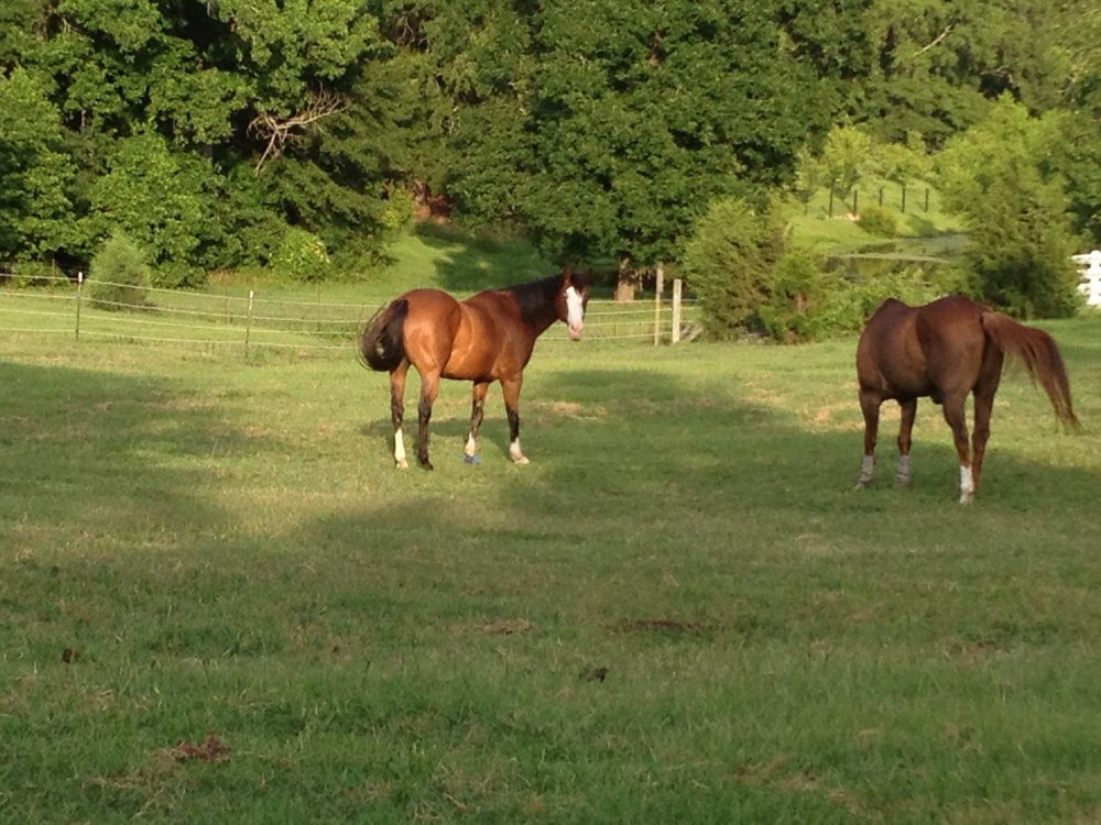 Knob Hill Stables - equestrian in Evans, GA