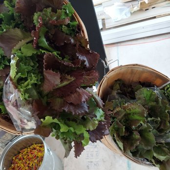 VegOut! Farms - Amazing greens - Farms Near Me - Brookshire, Texas VegOut! Farms - Amazing greens - Farms Near Me - Brookshire, Texas