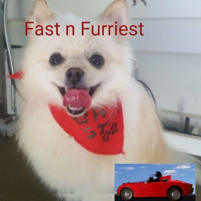 fast and furriest pet grooming