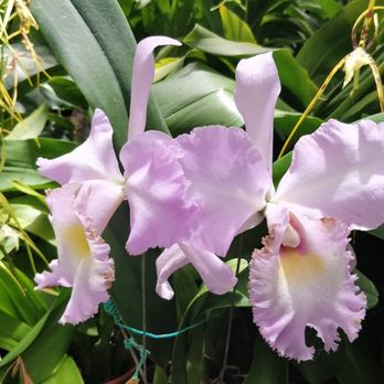Foster Botanical Garden - Botanical Gardens Near Me - Honolulu, Hawaii