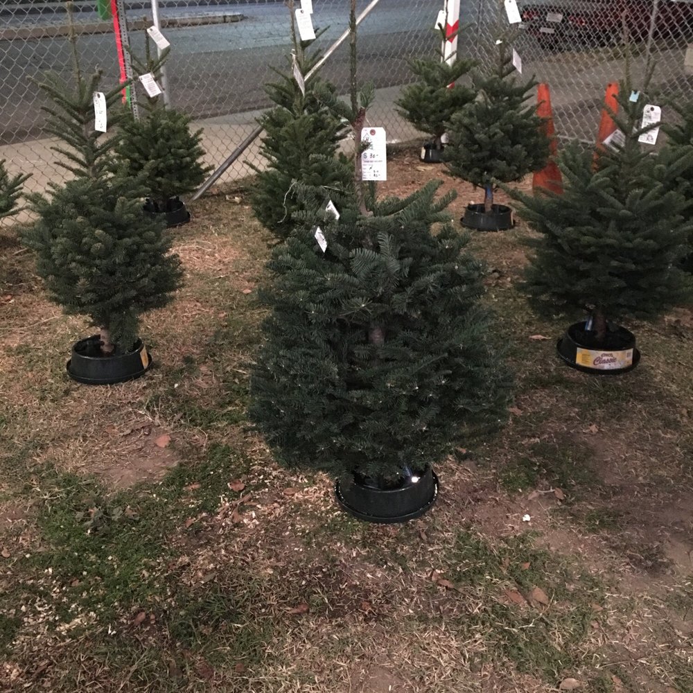Christmas Tree Lot - Trees for really small spaces. - Christmas Trees Near Me - North Hollywood, California