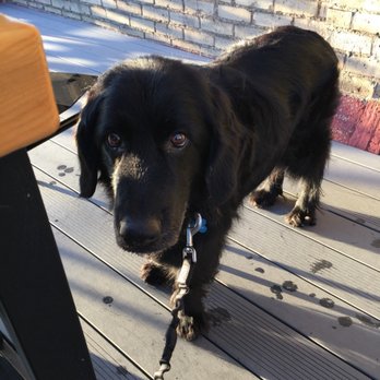 Headflyer Brewing - George enjoyed the outdoor patio! - Breweries Near Me - Minneapolis, Minnesota