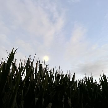 Cool Patch Pumpkins - From within the corn maze, the corn and a moon. - Pumpkin Patches Near Me - Dixon, California