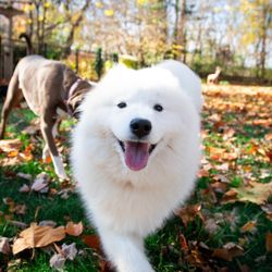Swooft Dog Walking and Pet Care