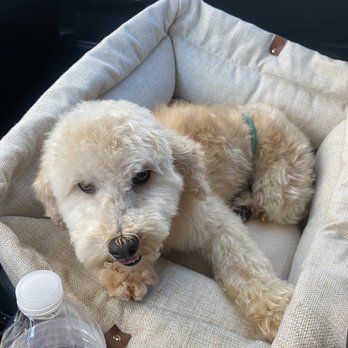 Purrfectly Pampered Paws - After - Pet Groomers Near Me - Lancaster, California Purrfectly Pampered Paws - After - Pet Groomers Near Me - Lancaster, California