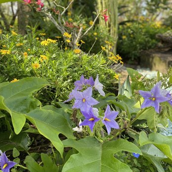 Naples Botanical Garden - Beautiful plants everywhere - Botanical Gardens Near Me - Naples, Florida