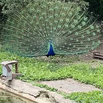 Kingwood Center Gardens - Peacock by the duck pond - Botanical Gardens Near Me - Mansfield, Ohio Kingwood Center Gardens - Peacock by the duck pond - Botanical Gardens Near Me - Mansfield, Ohio