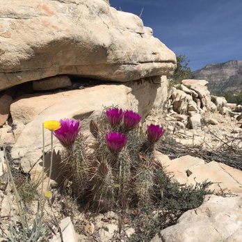 Turtlehead Peak - The first rock on the way to turtlehead peak. We stopped to take a picture of this beautiful flowers and I heard a rattle snake! - Hiking Near Me - Las Vegas, Nevada