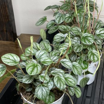 Mundial Coffee - Peperomia - Coffee & Tea Near Me - Riverside, California Mundial Coffee - Peperomia - Coffee & Tea Near Me - Riverside, California