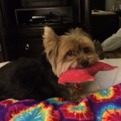 The Pet Whisperer and Exotic Care