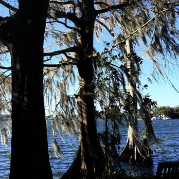 Kraft Azalea Garden - Looks like Cypress trees. The last chapter of "Gone with the Wind" was written close by, to the right of these trees. Interesting history... - Parks Near Me - Winter Park, Florida