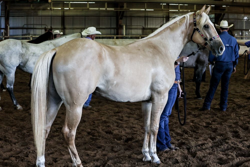 Topwind Ranch - equestrian in Wynnewood, OK