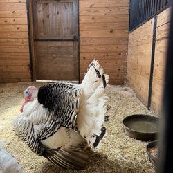 The Farmyard - White turkey