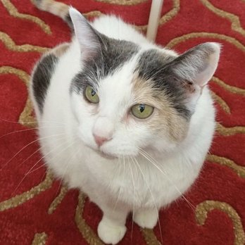 The Fairmont at Willow Creek - Pixie loved her home here. Pet friendly complex - Apartments Near Me - Folsom, California The Fairmont at Willow Creek - Pixie loved her home here. Pet friendly complex - Apartments Near Me - Folsom, California