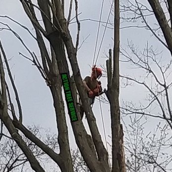 Action Tree Service - Tree Services Near Me - Graham, North Carolina