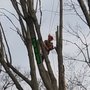 Photo of Action Tree Service