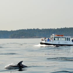 Bellingham Whale Watching by Outer Island Expeditions - The Triton with Pacific White-sided Dolphins