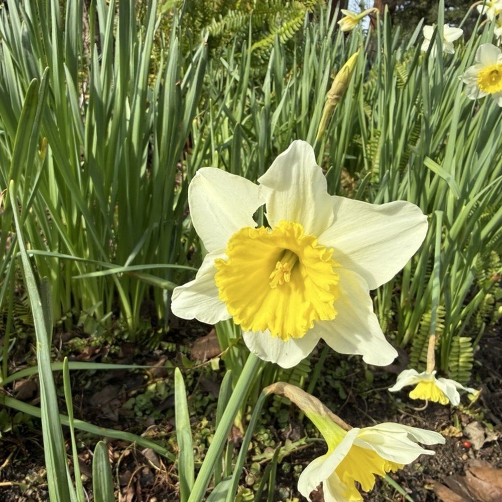 Åppellation - Beautiful daffodils were in bloom - Venues & Event Spaces Near Me - Lodi, California Åppellation - Beautiful daffodils were in bloom - Venues & Event Spaces Near Me - Lodi, California