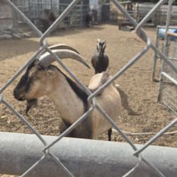 The goats here seem very healthy and happy...and having offspring is a good sign as well.