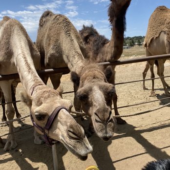 Oasis Camel Dairy - Attraction Farms Near Me - Ramona, California Oasis Camel Dairy - Attraction Farms Near Me - Ramona, California