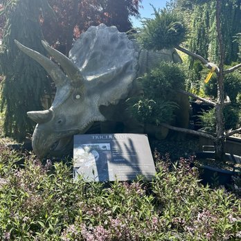 Cedar Rim Nursery - Triceratops for sale - Nurseries & Gardening Near Me - Langley, British Columbia