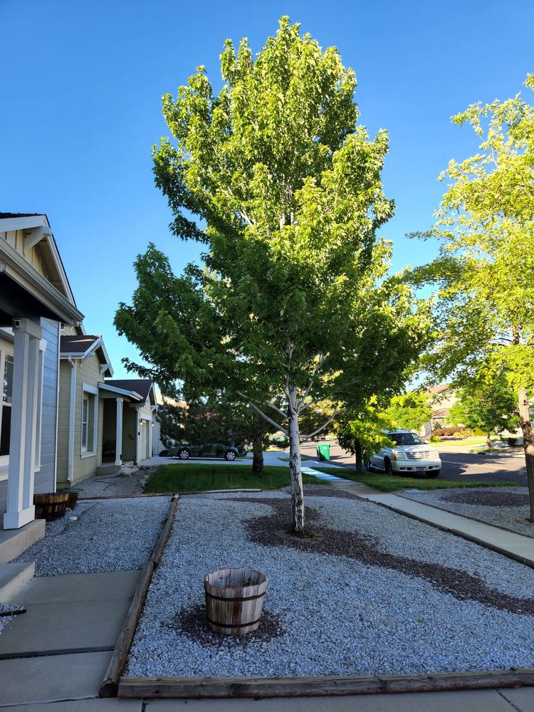 Silver State Tree Co - tree service in Reno, NV