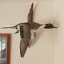 Photo of Kevin's Taxidermy