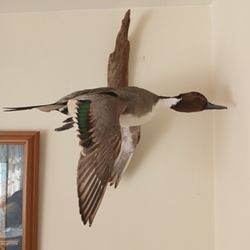 Kevin's Taxidermy - Awesome mount