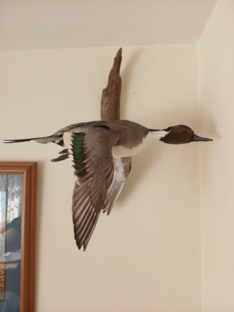 Kevin's Taxidermy - taxidermy in Middlebury, CT