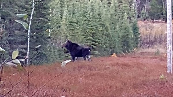 Golden Eagle Lodge by null