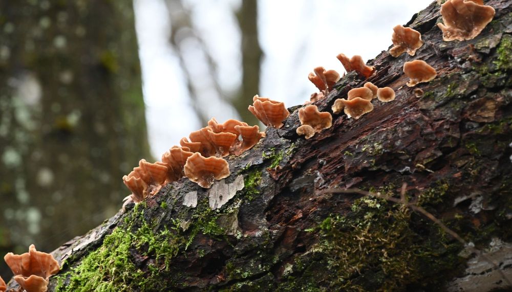 The Rock Tree Service - tree service in Little Rock, AR