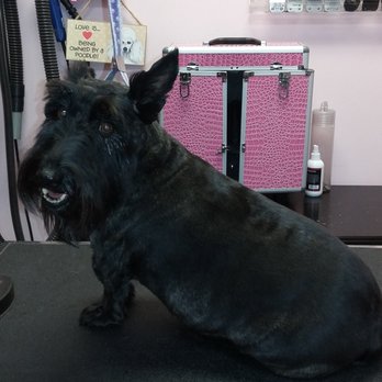 All God's Creatures - Who me? - Pet Groomers Near Me - Chesapeake, Virginia All God's Creatures - Who me? - Pet Groomers Near Me - Chesapeake, Virginia