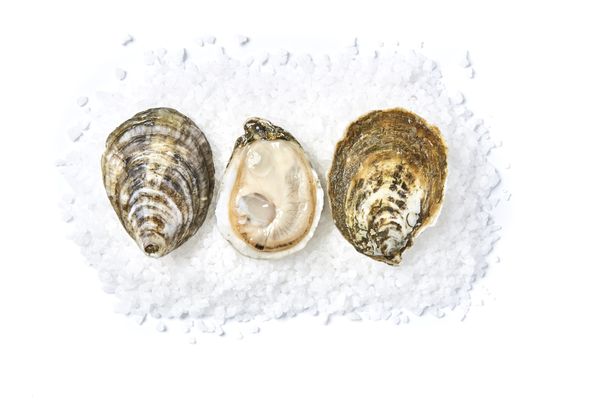 White Stone Oyster Company by null