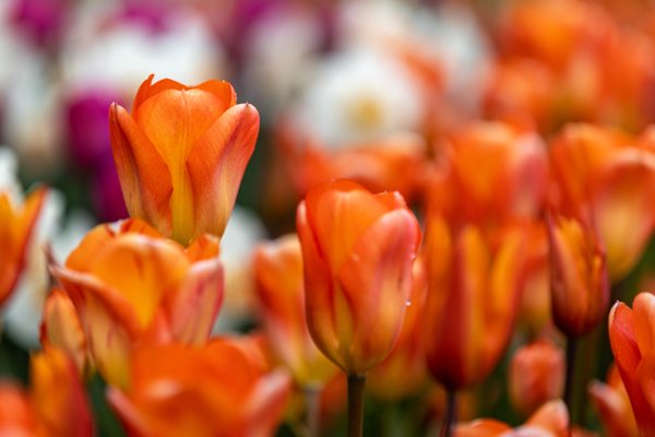 Skagit Valley Tulip Festival Headquarters by null
