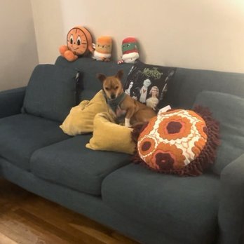 Mint Maids - Freddy loves this tidy couch. - Home Cleaning Near Me - Sherman Oaks , California