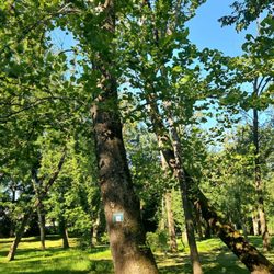 Meisel Park