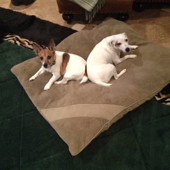 Beach Dogs Pet Salon - Sammy & Lexi - Pet Groomers Near Me - Lantana, Florida