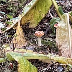 Cedar Wetlands Preserve Hiking Trail - Mushroom