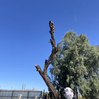 The Hood Arborists - Tree Services Near Me The Hood Arborists - Tree Services Near Me