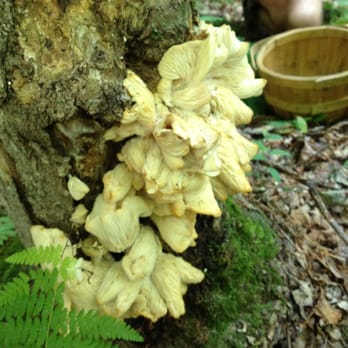 Wichland Woods - Farmers Market Near Me - Keene, New Hampshire