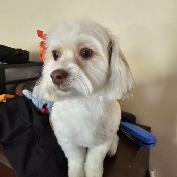 PupLuxe Grooming - Pet Groomers Near Me PupLuxe Grooming - Pet Groomers Near Me