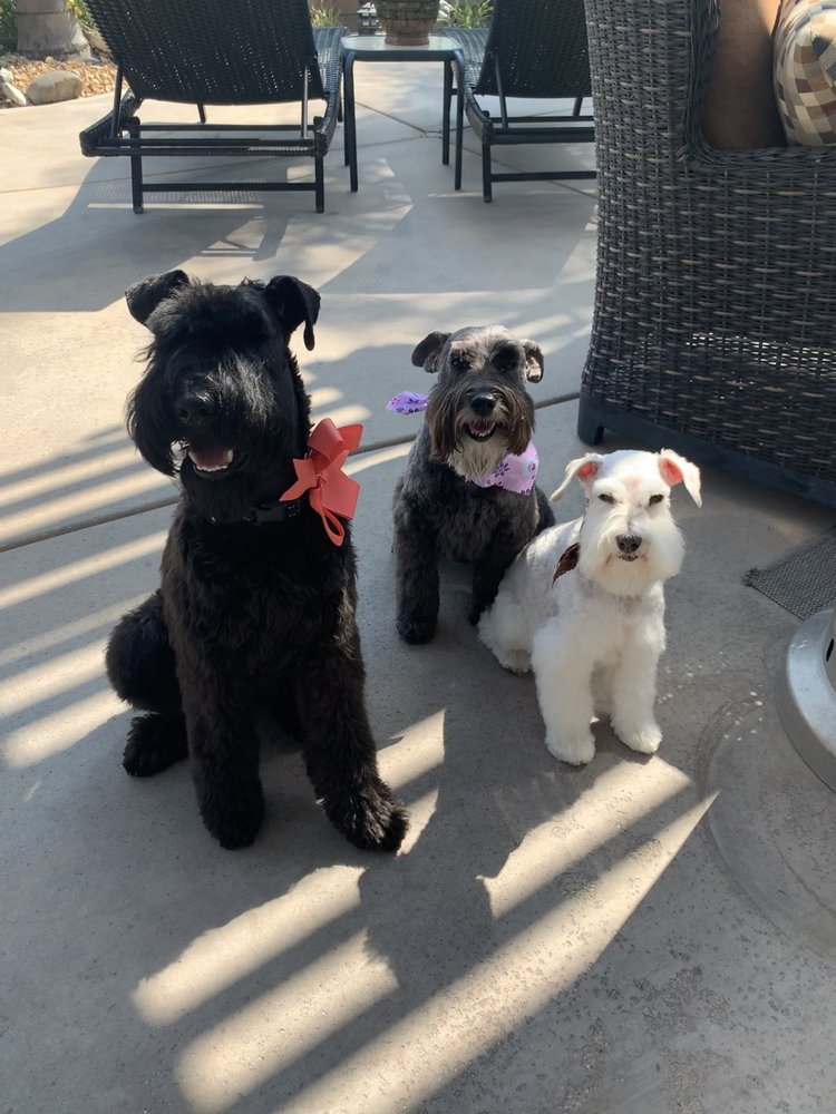 CAROL’S PET GROOMING Updated June 2024 21 Photos & 16 Reviews